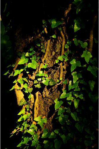 Luzdesolprofusionyvida